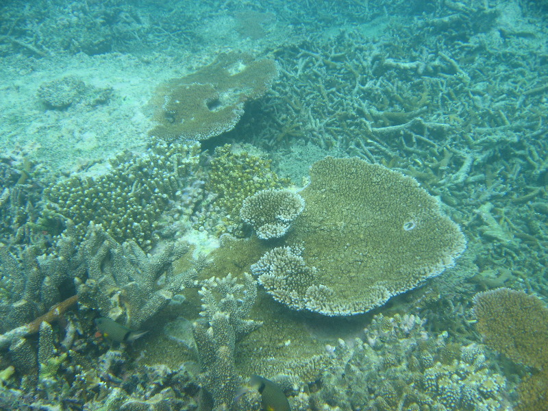 Taveuni-Island-Fiji-Underwater-Snorkeling-Pictures-089