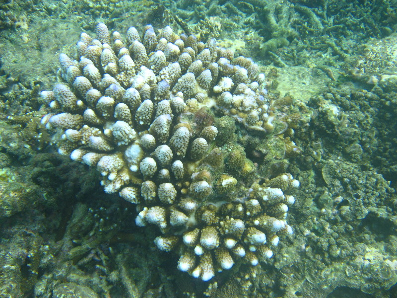 Taveuni-Island-Fiji-Underwater-Snorkeling-Pictures-092