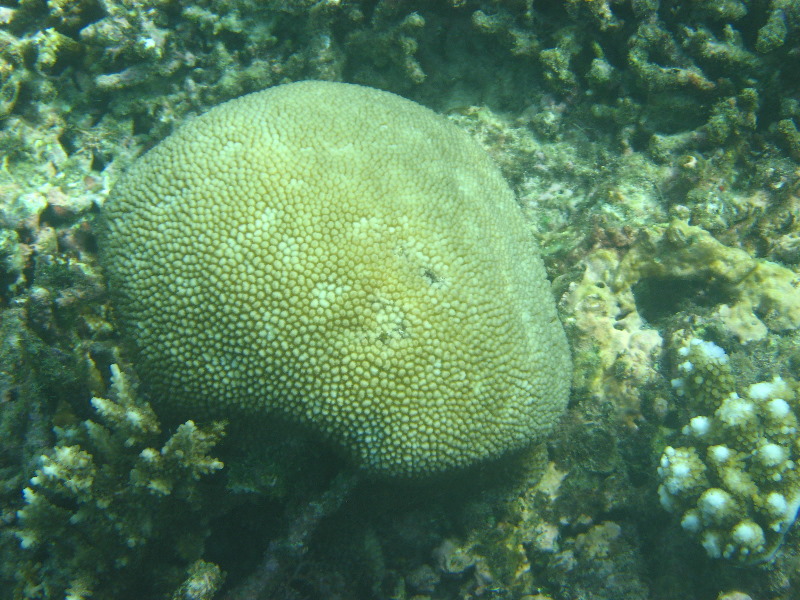 Taveuni-Island-Fiji-Underwater-Snorkeling-Pictures-094