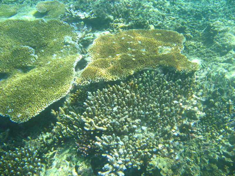 Taveuni-Island-Fiji-Underwater-Snorkeling-Pictures-095