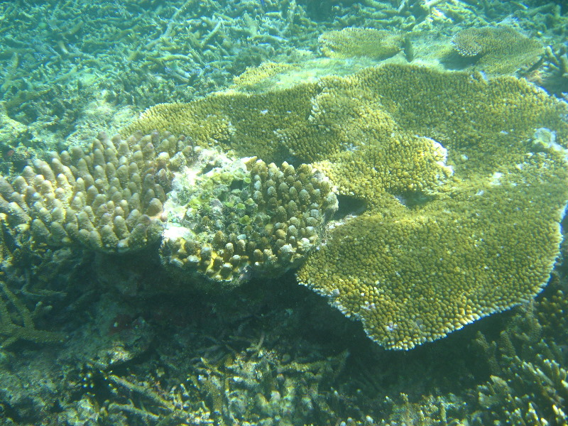 Taveuni-Island-Fiji-Underwater-Snorkeling-Pictures-096