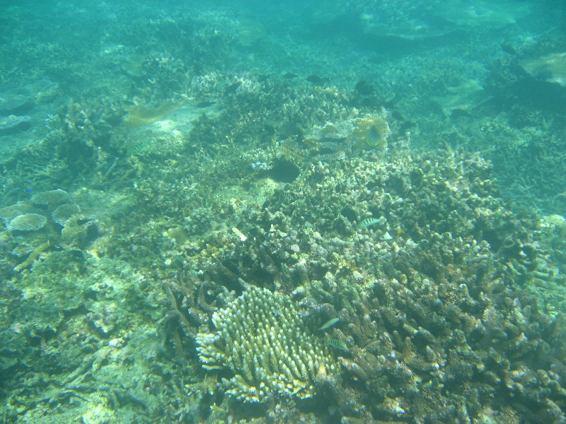 Taveuni-Island-Fiji-Underwater-Snorkeling-Pictures-097