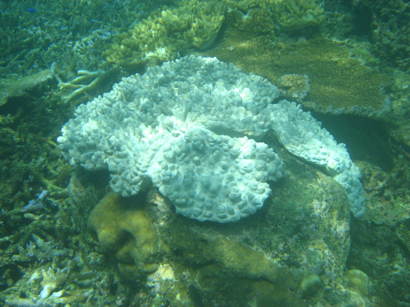 Taveuni-Island-Fiji-Underwater-Snorkeling-Pictures-099