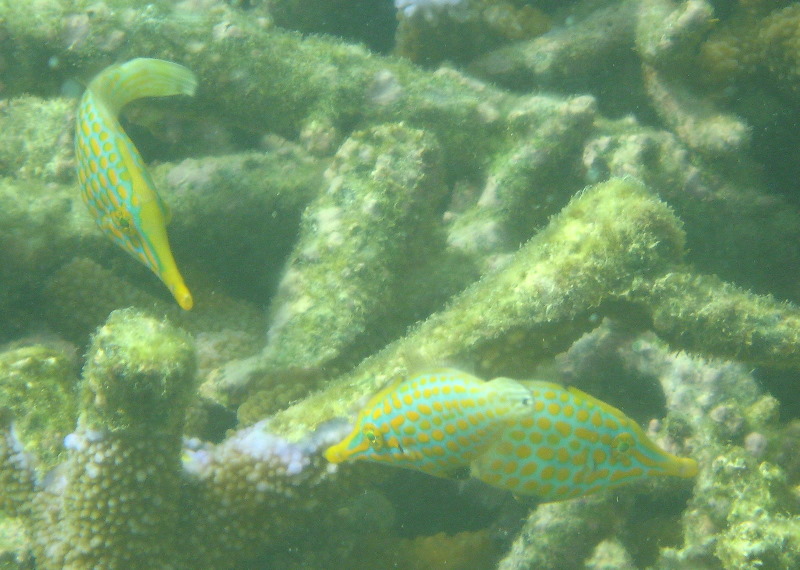 Taveuni-Island-Fiji-Underwater-Snorkeling-Pictures-103