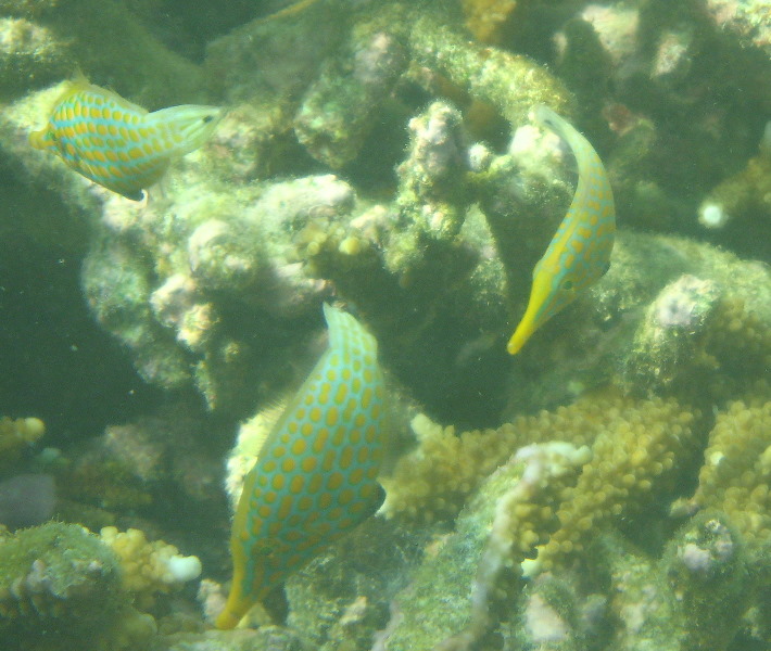 Taveuni-Island-Fiji-Underwater-Snorkeling-Pictures-105