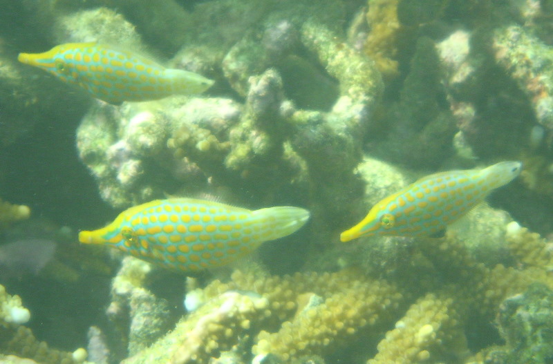 Taveuni-Island-Fiji-Underwater-Snorkeling-Pictures-107