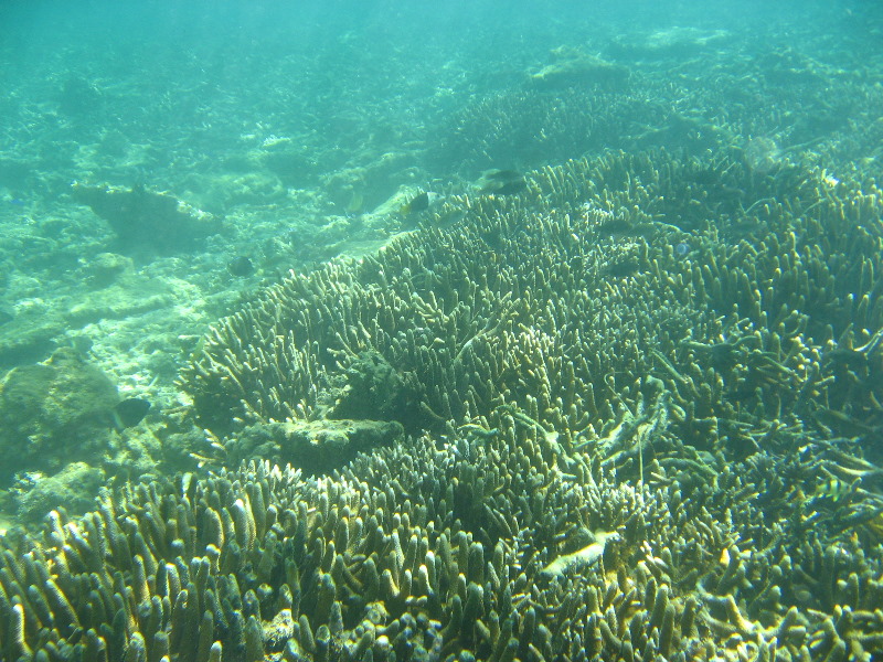 Taveuni-Island-Fiji-Underwater-Snorkeling-Pictures-111