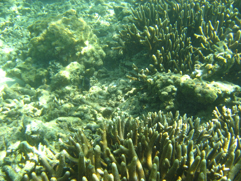 Taveuni-Island-Fiji-Underwater-Snorkeling-Pictures-112