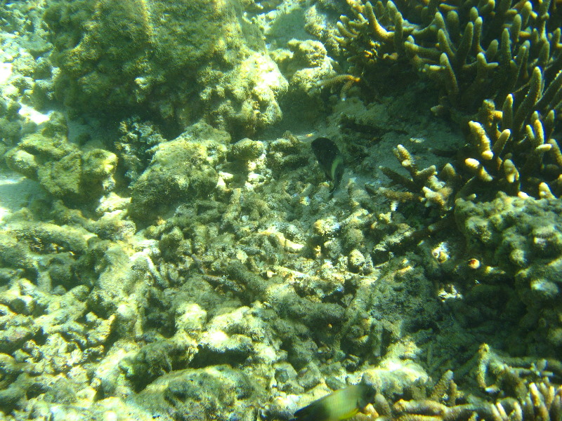 Taveuni-Island-Fiji-Underwater-Snorkeling-Pictures-113
