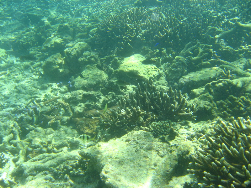 Taveuni-Island-Fiji-Underwater-Snorkeling-Pictures-114