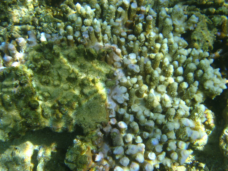Taveuni-Island-Fiji-Underwater-Snorkeling-Pictures-117