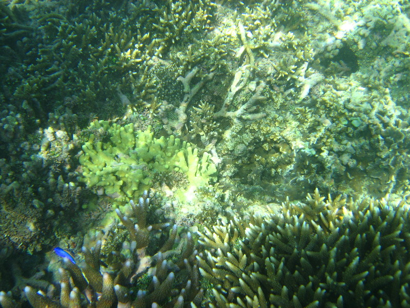 Taveuni-Island-Fiji-Underwater-Snorkeling-Pictures-118