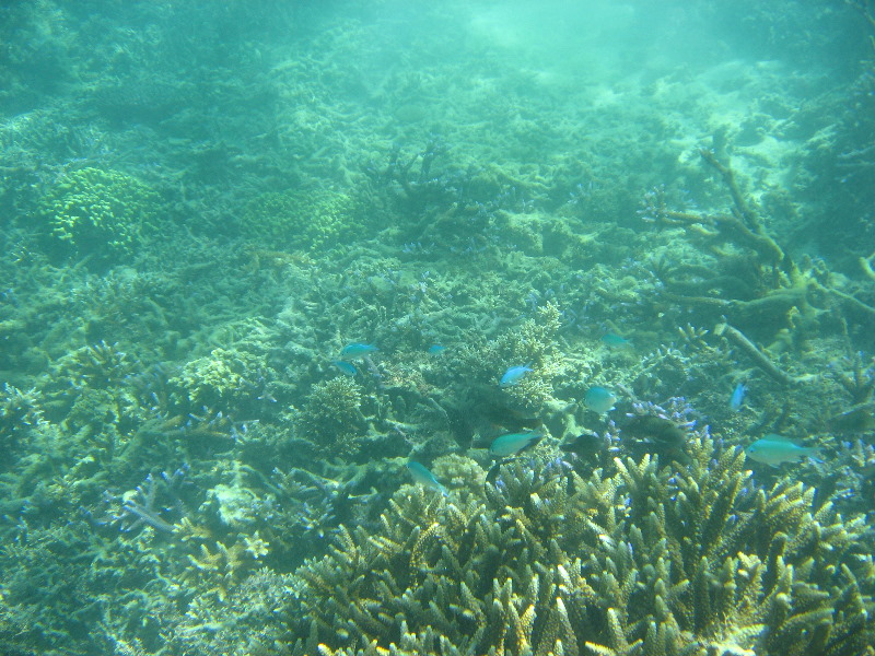 Taveuni-Island-Fiji-Underwater-Snorkeling-Pictures-121
