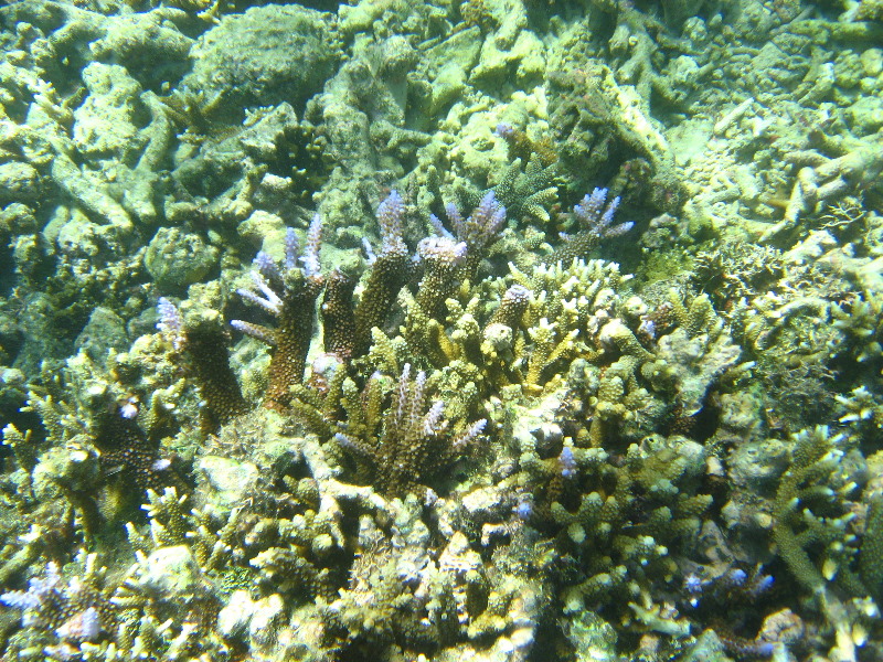 Taveuni-Island-Fiji-Underwater-Snorkeling-Pictures-123
