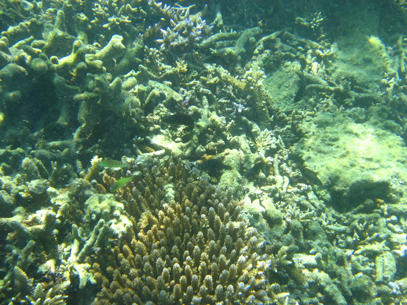 Taveuni-Island-Fiji-Underwater-Snorkeling-Pictures-124