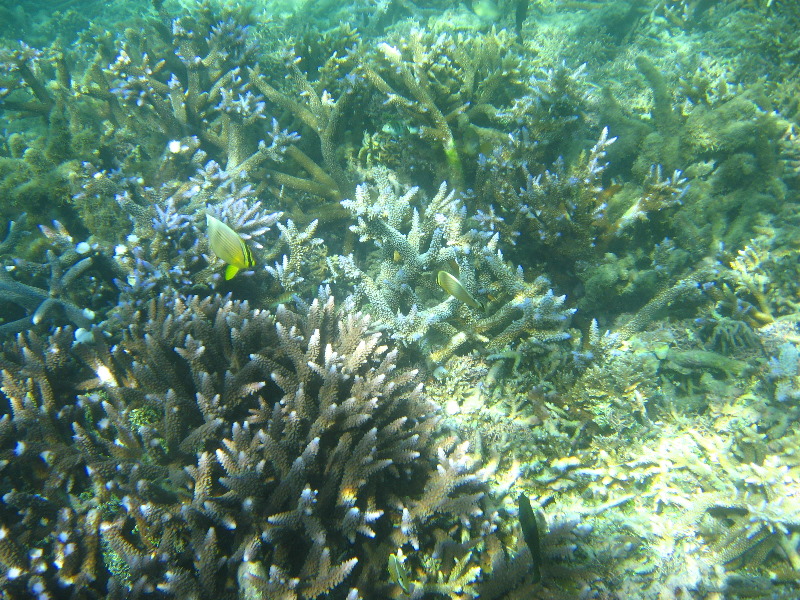 Taveuni-Island-Fiji-Underwater-Snorkeling-Pictures-127