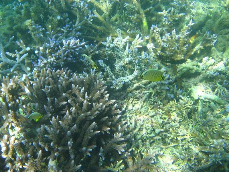 Taveuni-Island-Fiji-Underwater-Snorkeling-Pictures-128
