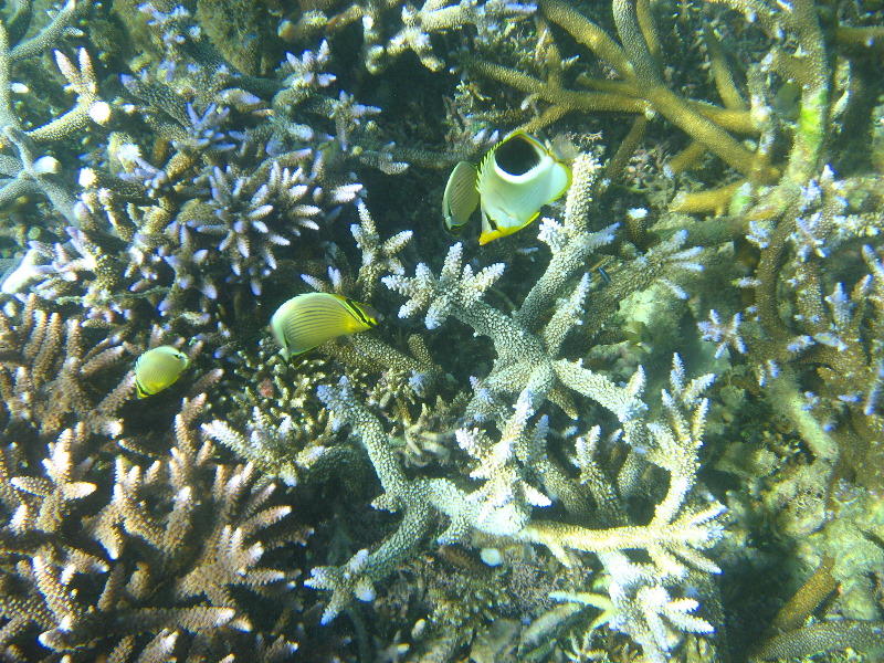 Taveuni-Island-Fiji-Underwater-Snorkeling-Pictures-130