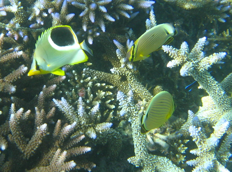 Taveuni-Island-Fiji-Underwater-Snorkeling-Pictures-131