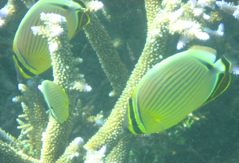 Taveuni-Island-Fiji-Underwater-Snorkeling-Pictures-133