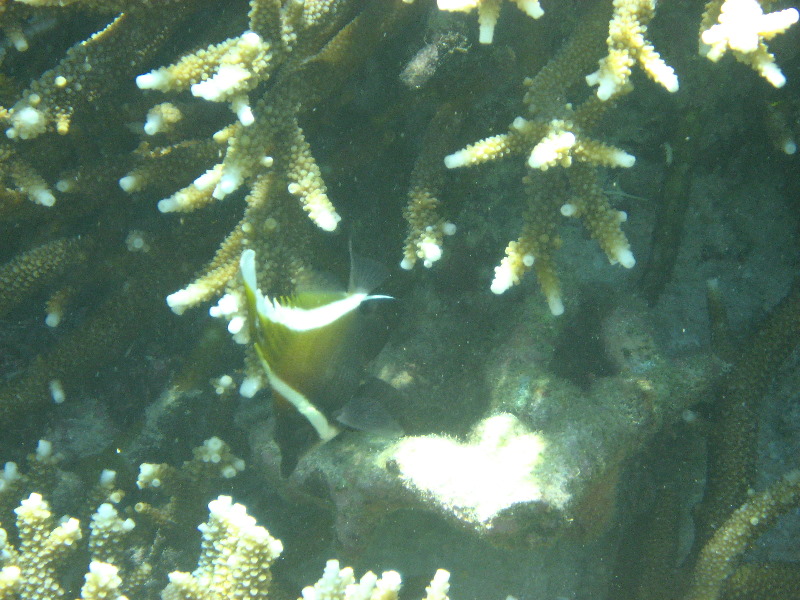 Taveuni-Island-Fiji-Underwater-Snorkeling-Pictures-140