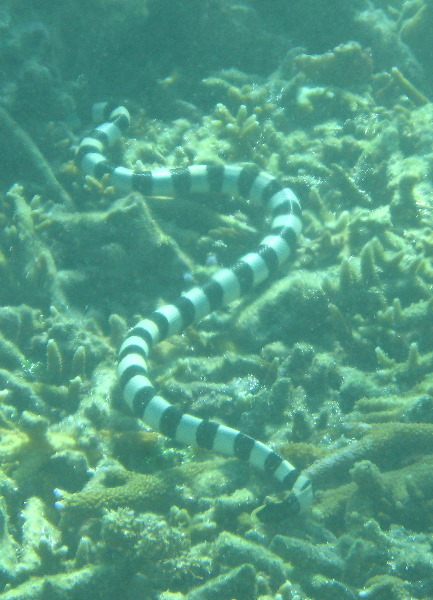 Taveuni-Island-Fiji-Underwater-Snorkeling-Pictures-147