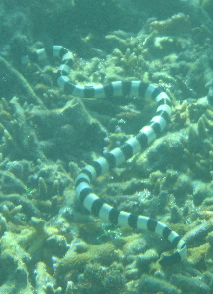 Taveuni-Island-Fiji-Underwater-Snorkeling-Pictures-148