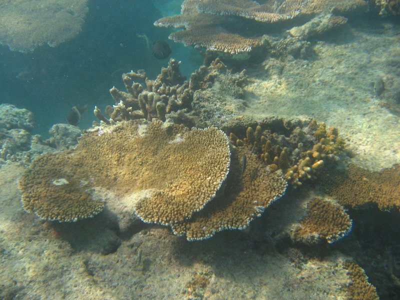 Taveuni-Island-Fiji-Underwater-Snorkeling-Pictures-155