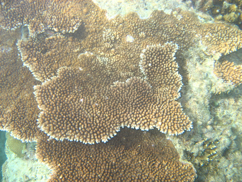 Taveuni-Island-Fiji-Underwater-Snorkeling-Pictures-156