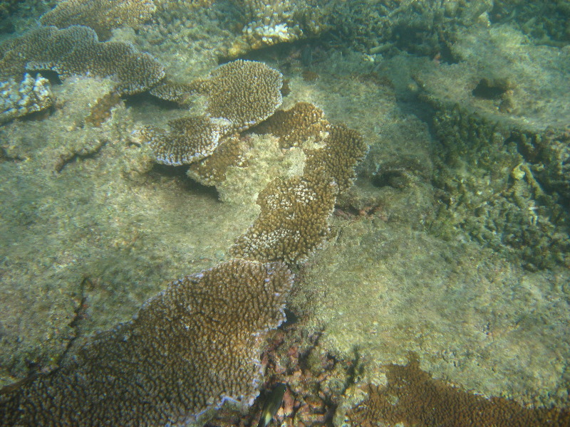Taveuni-Island-Fiji-Underwater-Snorkeling-Pictures-160