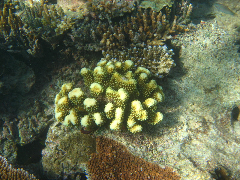 Taveuni-Island-Fiji-Underwater-Snorkeling-Pictures-163