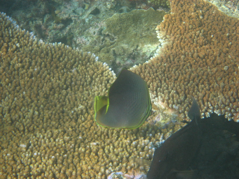 Taveuni-Island-Fiji-Underwater-Snorkeling-Pictures-168