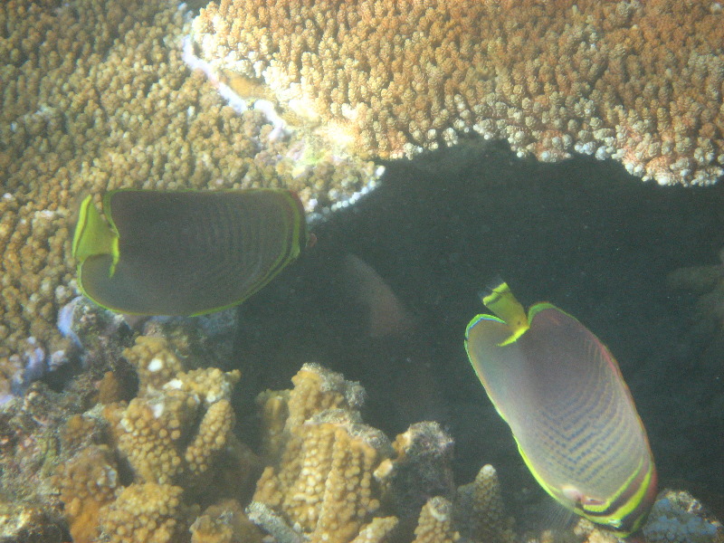 Taveuni-Island-Fiji-Underwater-Snorkeling-Pictures-170