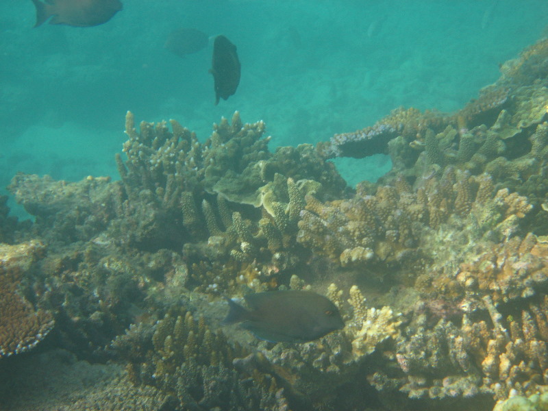Taveuni-Island-Fiji-Underwater-Snorkeling-Pictures-173