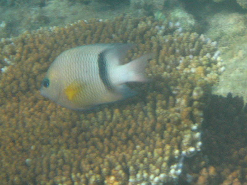 Taveuni-Island-Fiji-Underwater-Snorkeling-Pictures-174