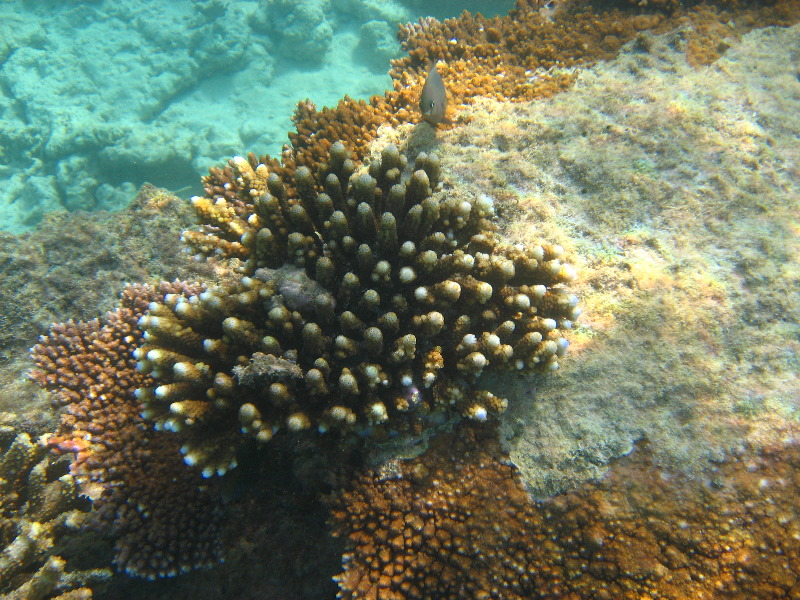 Taveuni-Island-Fiji-Underwater-Snorkeling-Pictures-176