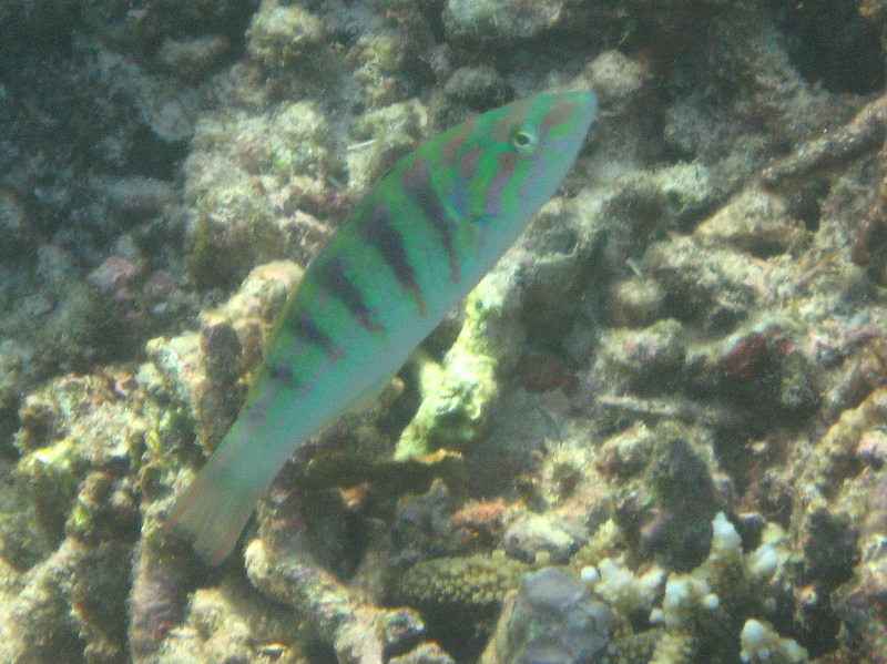 Taveuni-Island-Fiji-Underwater-Snorkeling-Pictures-179