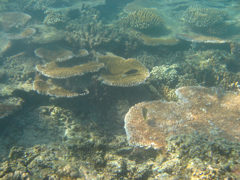 Taveuni-Island-Fiji-Underwater-Snorkeling-Pictures-181