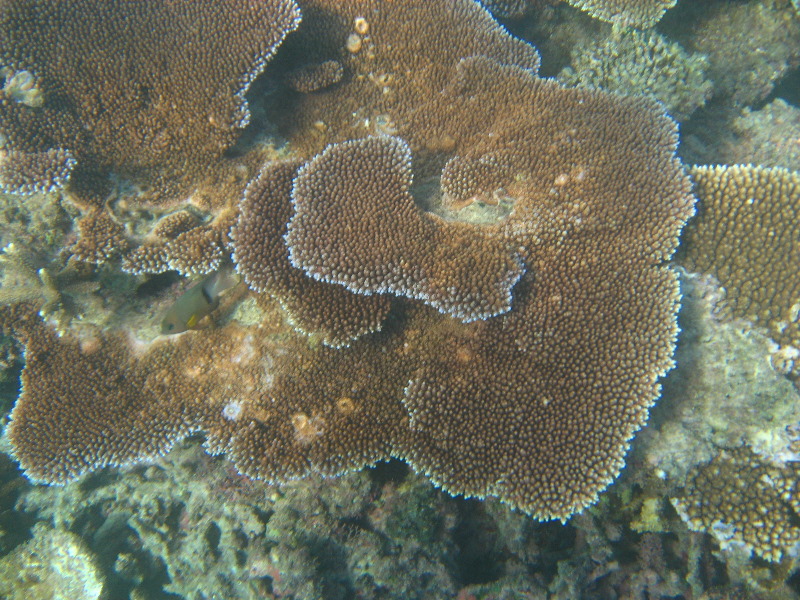 Taveuni-Island-Fiji-Underwater-Snorkeling-Pictures-186