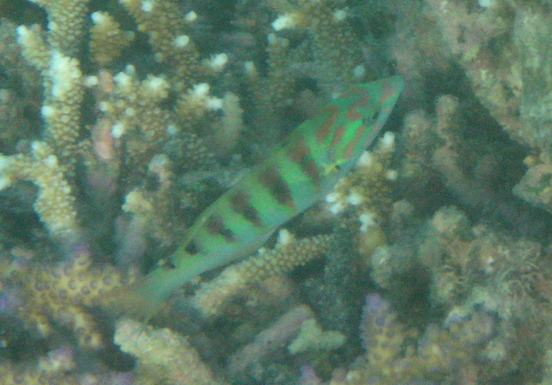 Taveuni-Island-Fiji-Underwater-Snorkeling-Pictures-189