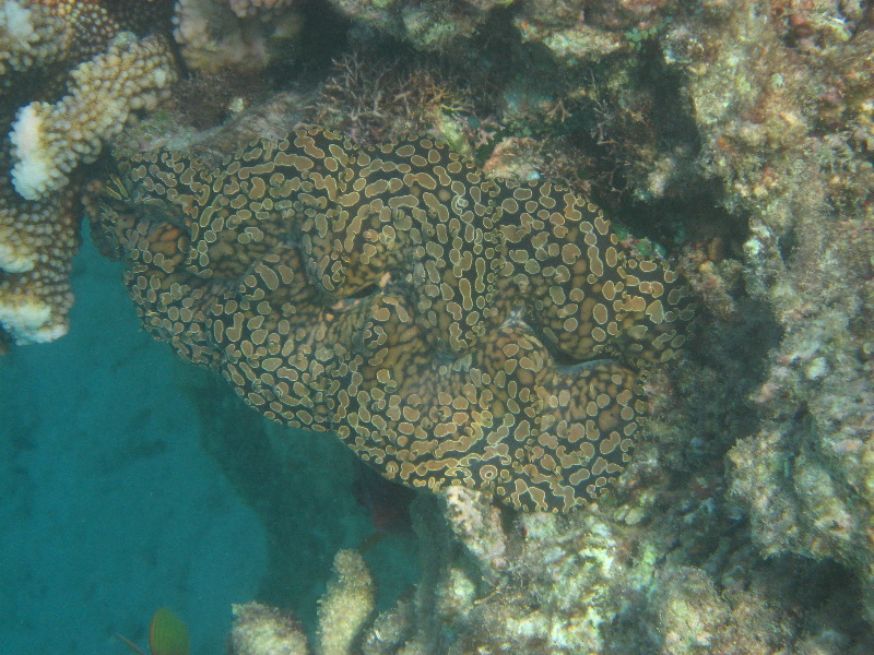 Taveuni-Island-Fiji-Underwater-Snorkeling-Pictures-190