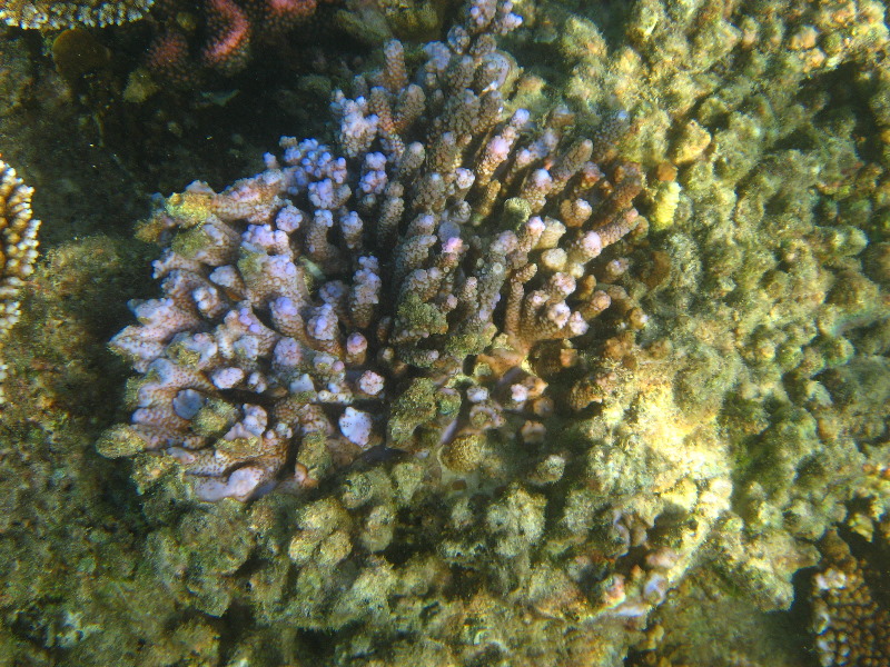Taveuni-Island-Fiji-Underwater-Snorkeling-Pictures-195