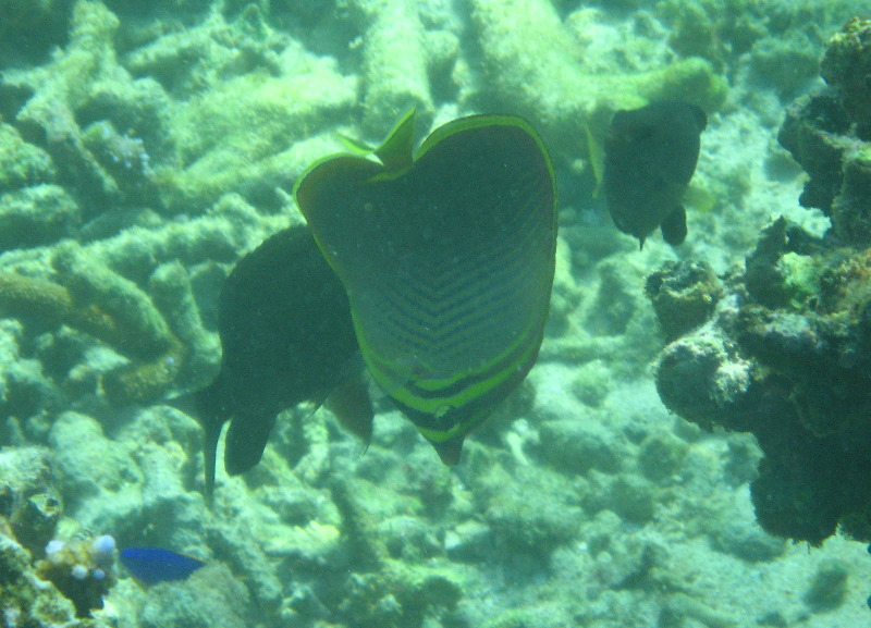 Taveuni-Island-Fiji-Underwater-Snorkeling-Pictures-198