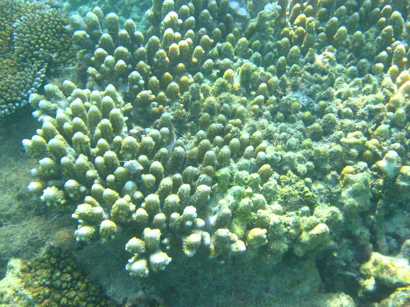Taveuni-Island-Fiji-Underwater-Snorkeling-Pictures-202