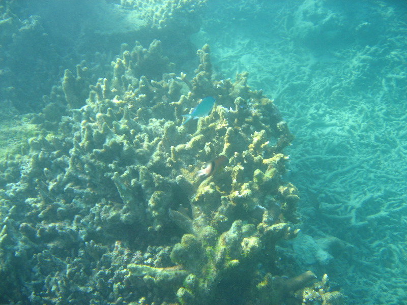 Taveuni-Island-Fiji-Underwater-Snorkeling-Pictures-209