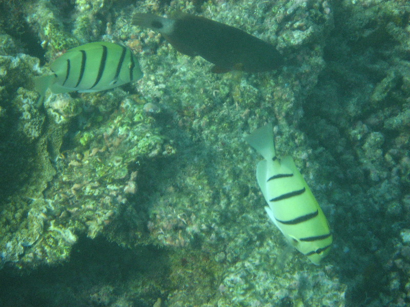 Taveuni-Island-Fiji-Underwater-Snorkeling-Pictures-216