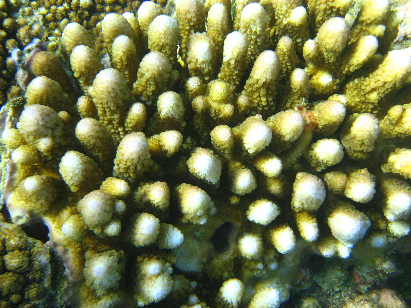 Taveuni-Island-Fiji-Underwater-Snorkeling-Pictures-220