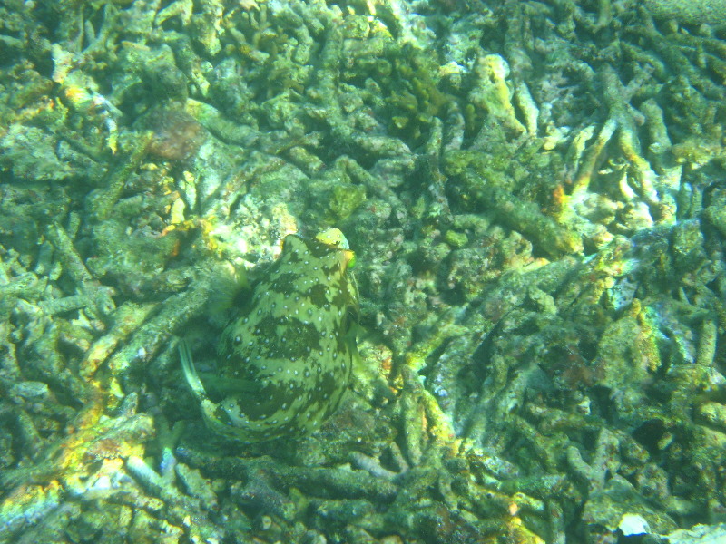 Taveuni-Island-Fiji-Underwater-Snorkeling-Pictures-227