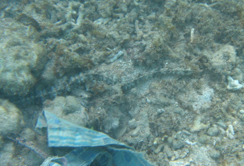 Taveuni-Island-Fiji-Underwater-Snorkeling-Pictures-240