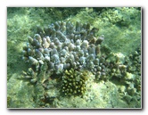 Taveuni-Island-Fiji-Underwater-Snorkeling-Pictures-049